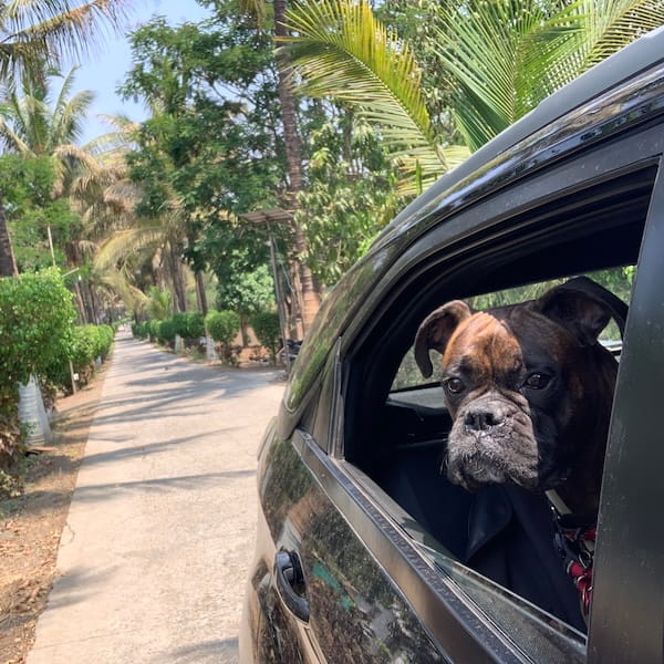 Pet Hanging Out of Car Window
