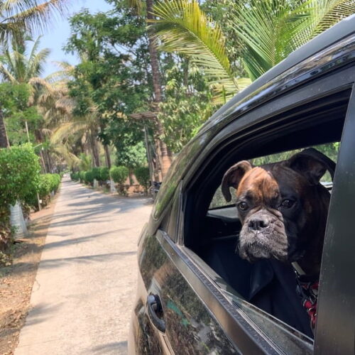 Pet Hanging Out of Car Window