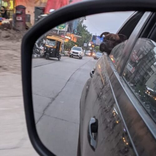 pet hanging out of window